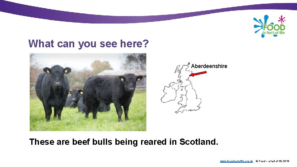 What can you see here? Aberdeenshire These are beef bulls being reared in Scotland.