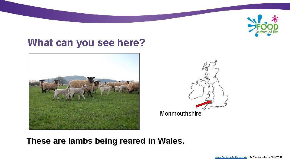 What can you see here? Monmouthshire These are lambs being reared in Wales. www.