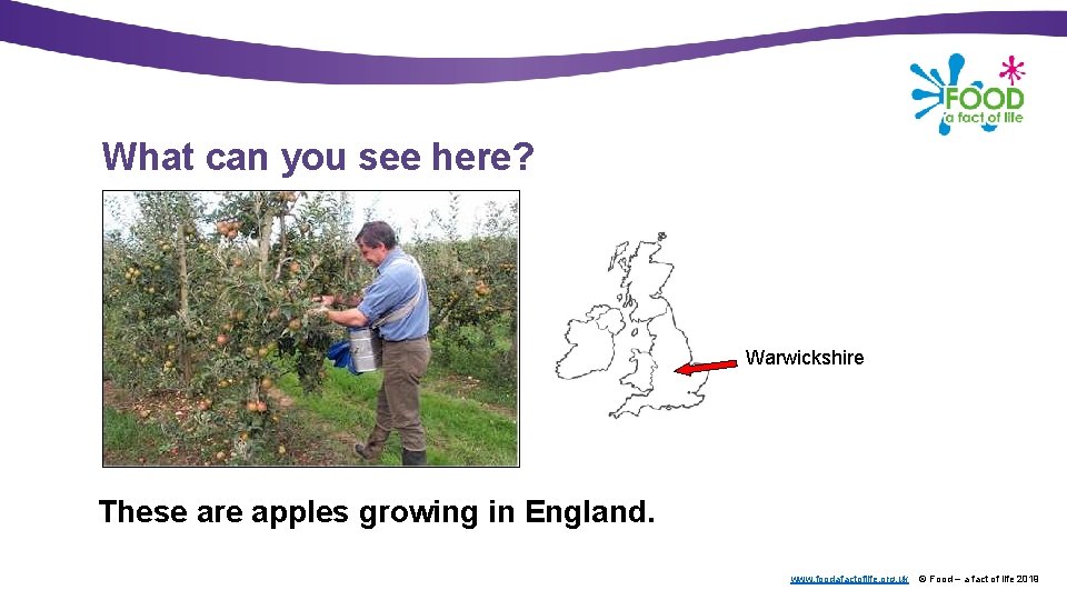 What can you see here? Warwickshire These are apples growing in England. www. foodafactoflife.