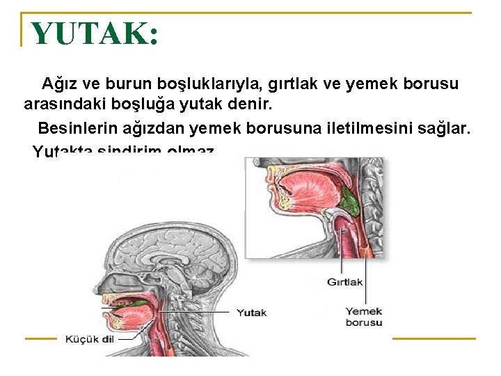 YUTAK: Ağız ve burun boşluklarıyla, gırtlak ve yemek borusu arasındaki boşluğa yutak denir. Besinlerin