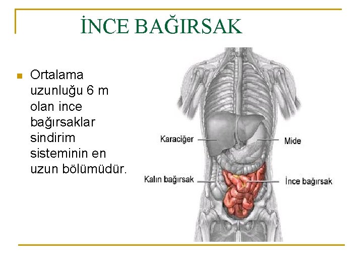 İNCE BAĞIRSAK n Ortalama uzunluğu 6 m olan ince bağırsaklar sindirim sisteminin en uzun