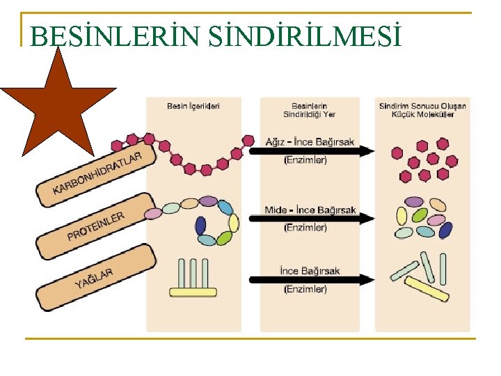 BESİNLERİN SİNDİRİLMESİ 