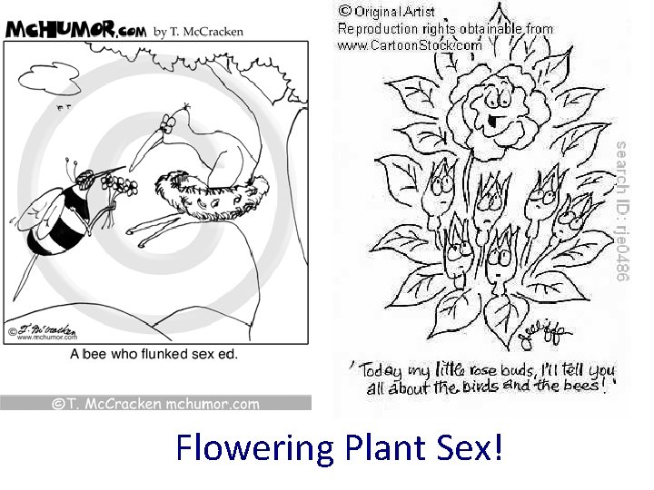 Flowering Plant Sex! 