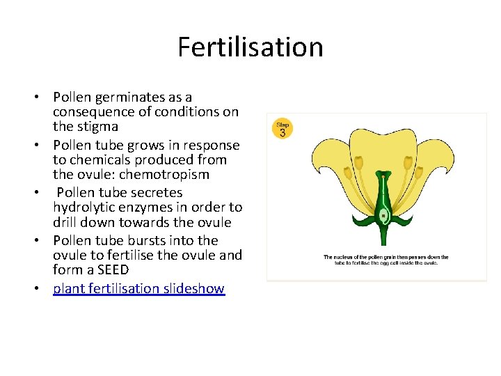 Fertilisation • Pollen germinates as a consequence of conditions on the stigma • Pollen