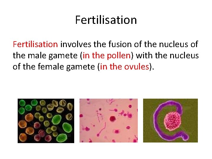 Fertilisation involves the fusion of the nucleus of the male gamete (in the pollen)