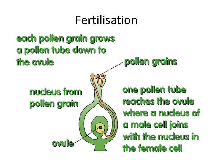 Fertilisation 