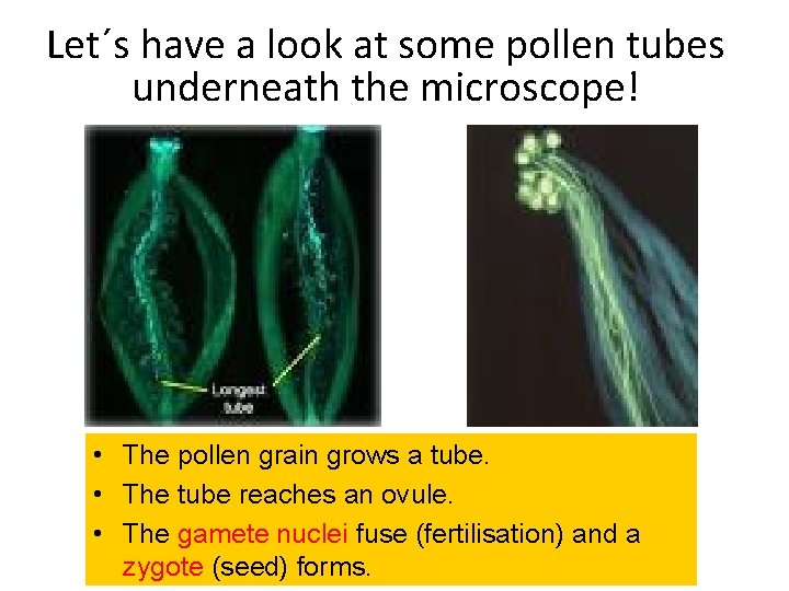 Let´s have a look at some pollen tubes underneath the microscope! • The pollen