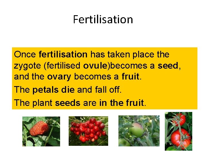 Fertilisation Once fertilisation has taken place the zygote (fertilised ovule)becomes a seed, and the