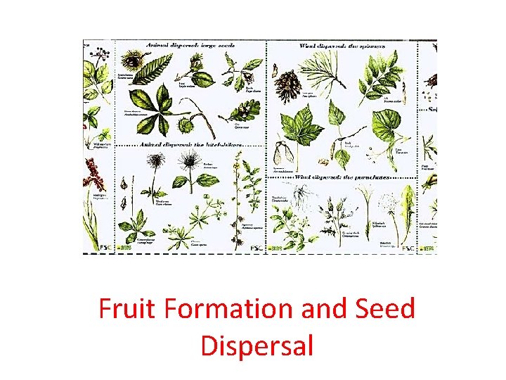 Fruit Formation and Seed Dispersal 