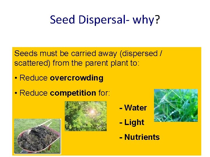 Seed Dispersal- why? Seeds must be carried away (dispersed / scattered) from the parent