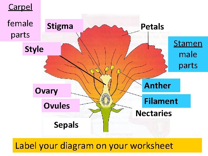 Carpel female parts Stigma Petals Stamen male parts Style Ovary Ovules Anther Filament Nectaries