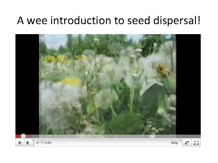 A wee introduction to seed dispersal! 