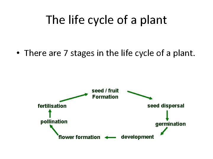 The life cycle of a plant • There are 7 stages in the life