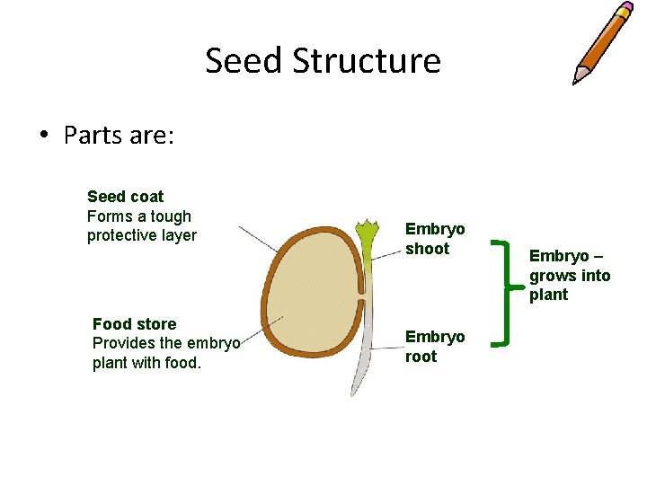Seed Structure • Parts are: Seed coat Forms a tough protective layer Food store