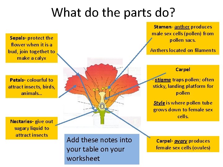 What do the parts do? Stamen- anther produces male sex cells (pollen) from pollen