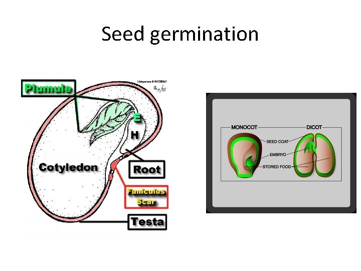 Seed germination 