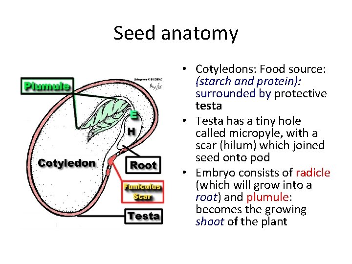 Seed anatomy • Cotyledons: Food source: (starch and protein): surrounded by protective testa •