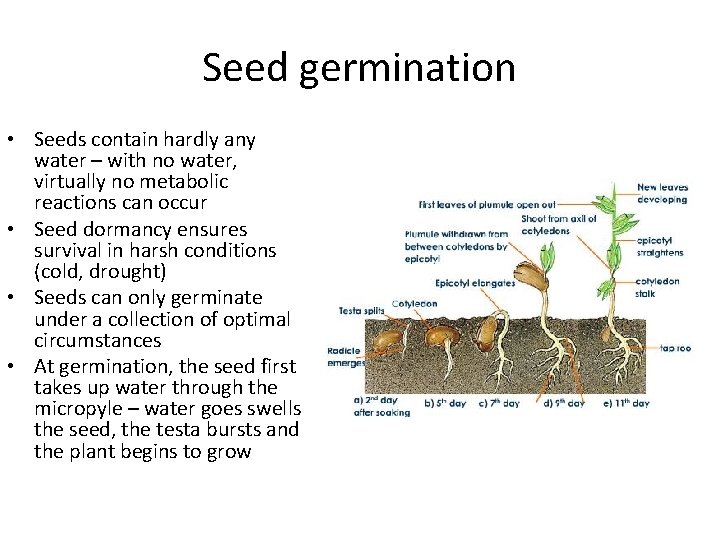 Seed germination • Seeds contain hardly any water – with no water, virtually no