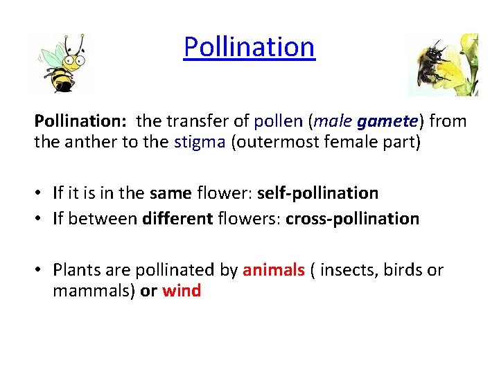 Pollination: the transfer of pollen (male gamete) from the anther to the stigma (outermost
