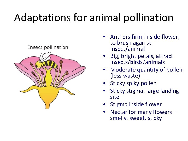 Adaptations for animal pollination • Anthers firm, inside flower, to brush against insect/animal •