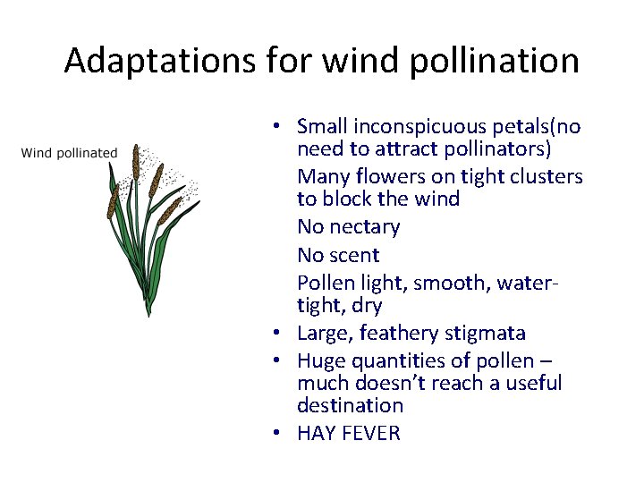 Adaptations for wind pollination • Small inconspicuous petals(no need to attract pollinators) • Many