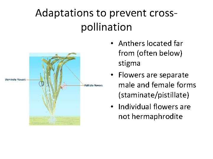 Adaptations to prevent crosspollination • Anthers located far from (often below) stigma • Flowers