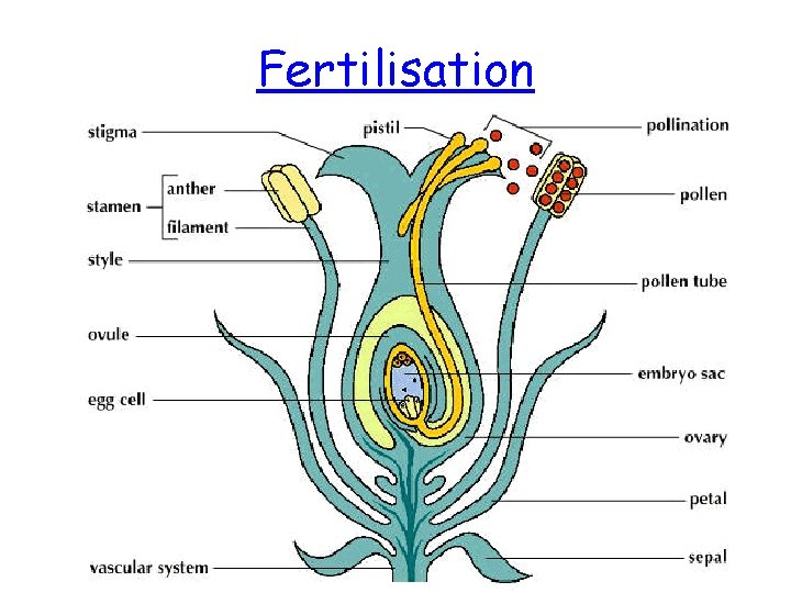 Fertilisation 