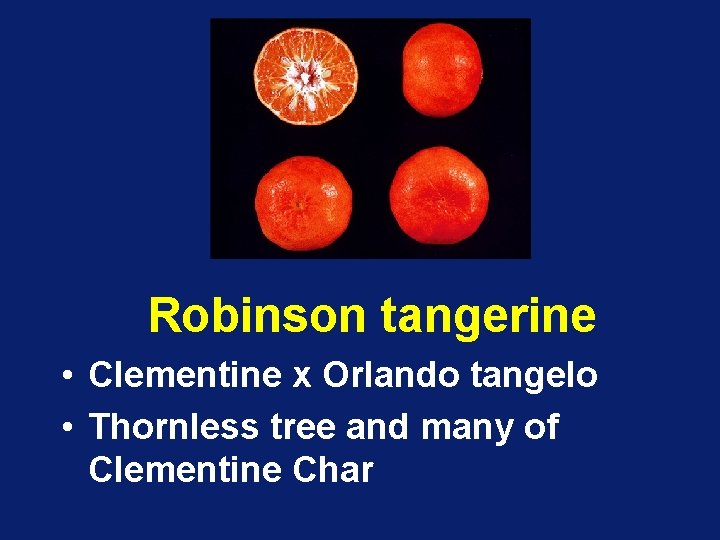 Robinson tangerine • Clementine x Orlando tangelo • Thornless tree and many of Clementine