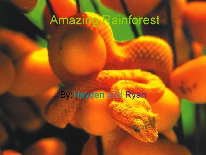Amazing Rainforest By: Hayden and Ryan 
