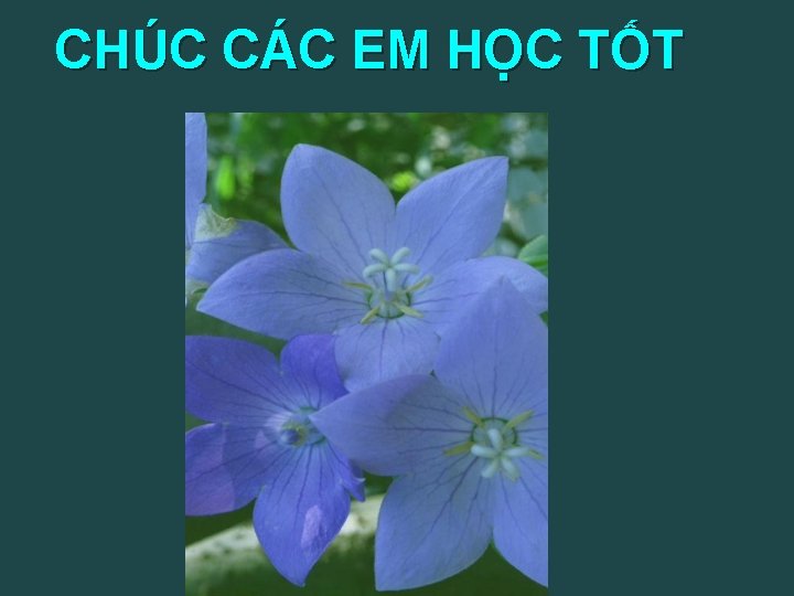 CHÚC CÁC EM HỌC TỐT 