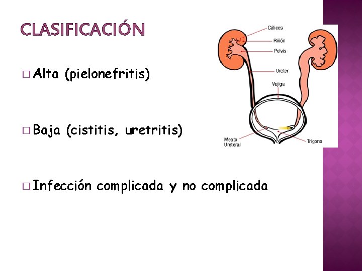 CLASIFICACIÓN � Alta (pielonefritis) � Baja (cistitis, uretritis) � Infección complicada y no complicada