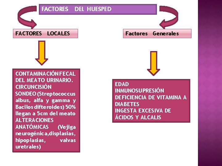 FACTORES DEL HUESPED FACTORES LOCALES CONTAMINACIÓN FECAL DEL MEATO URINARIO. CIRCUNCISIÓN SONDEO (Streptococcus albus,