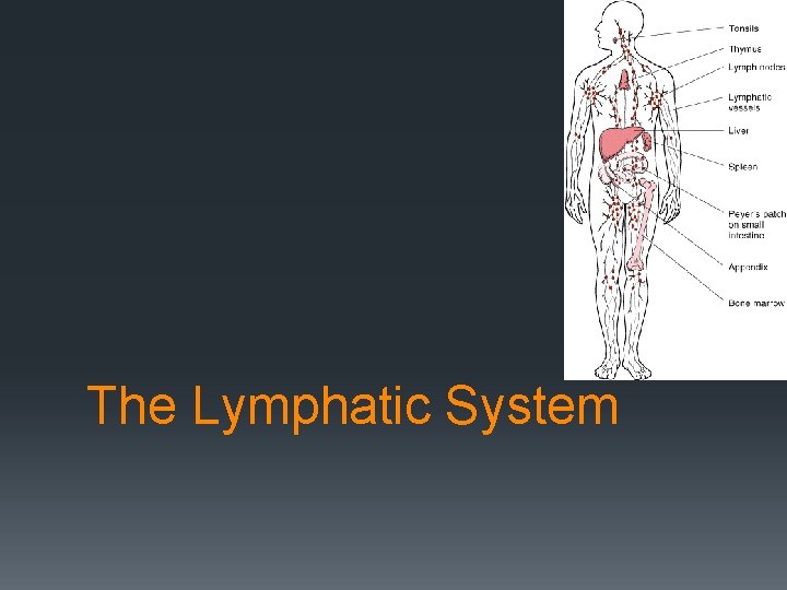 The Lymphatic System 