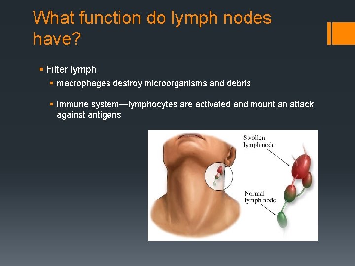 What function do lymph nodes have? § Filter lymph § macrophages destroy microorganisms and