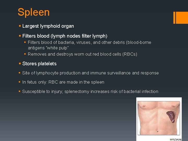 Spleen § Largest lymphoid organ § Filters blood (lymph nodes filter lymph) § Filters