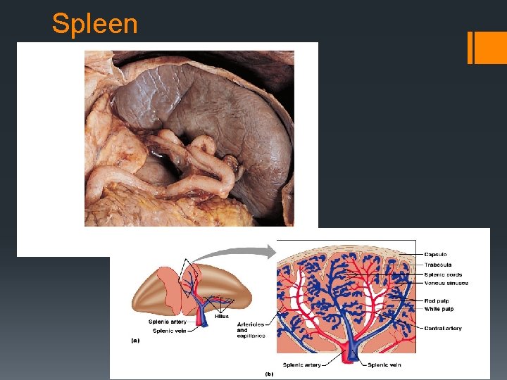 Spleen 