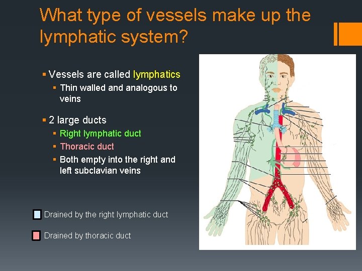 What type of vessels make up the lymphatic system? § Vessels are called lymphatics