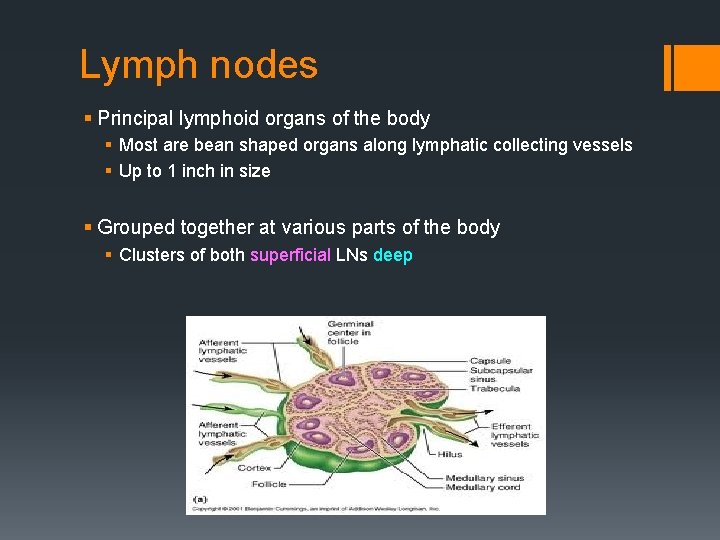 Lymph nodes § Principal lymphoid organs of the body § Most are bean shaped