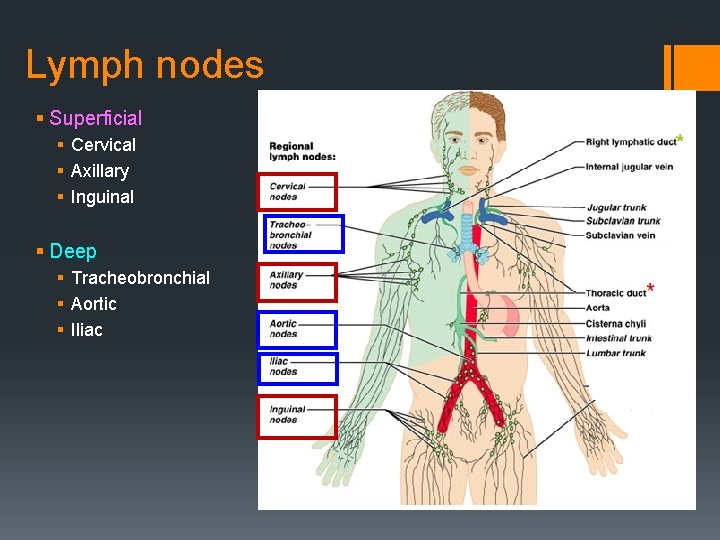 Lymph nodes § Superficial § Cervical § Axillary § Inguinal § Deep § Tracheobronchial