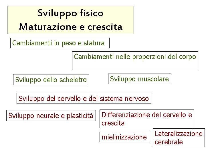 Sviluppo fisico Maturazione e crescita Cambiamenti in peso e statura Cambiamenti nelle proporzioni del