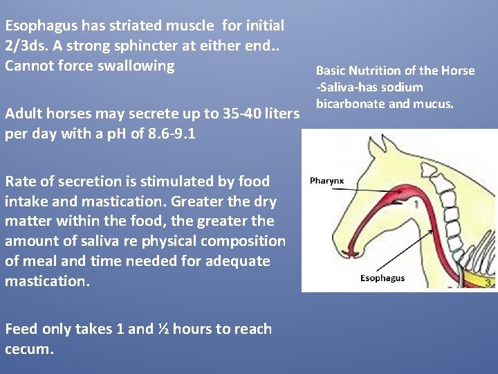 Esophagus has striated muscle for initial 2/3 ds. A strong sphincter at either end. Esophagus has striated muscle for initial 2/3 ds. A strong sphincter at either end.