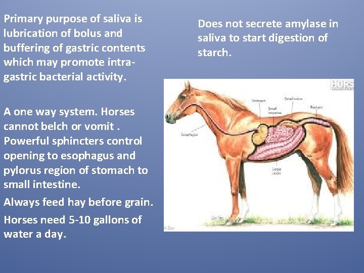 Primary purpose of saliva is lubrication of bolus and buffering of gastric contents which