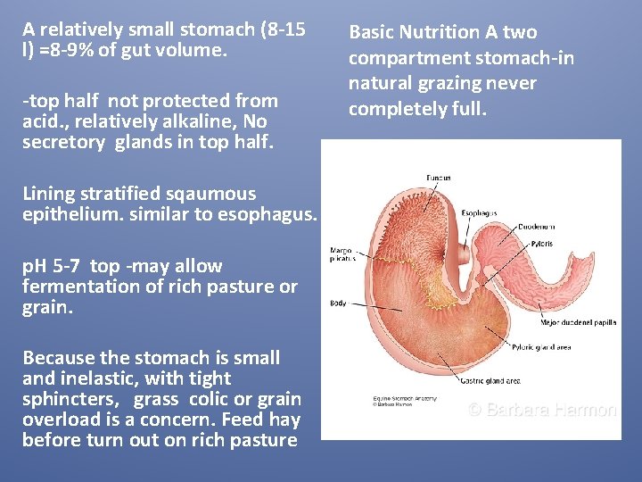 A relatively small stomach (8 -15 l) =8 -9% of gut volume. -top half A relatively small stomach (8 -15 l) =8 -9% of gut volume. -top half