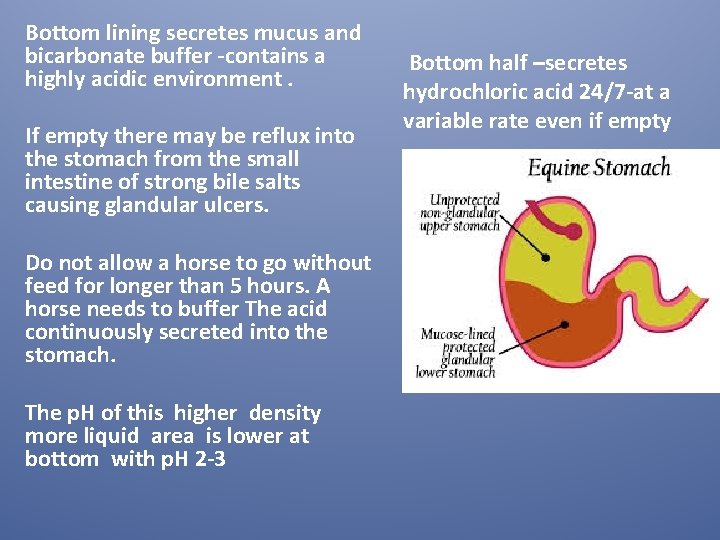 Bottom lining secretes mucus and bicarbonate buffer -contains a highly acidic environment. If empty