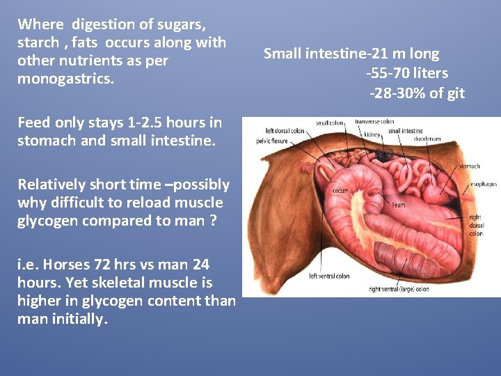 Where digestion of sugars, starch , fats occurs along with other nutrients as per