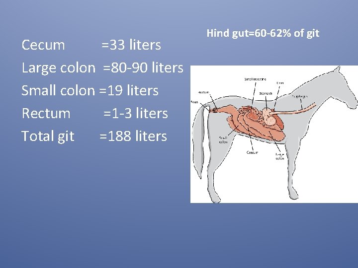 Cecum =33 liters Large colon =80 -90 liters Small colon =19 liters Rectum =1 Cecum =33 liters Large colon =80 -90 liters Small colon =19 liters Rectum =1