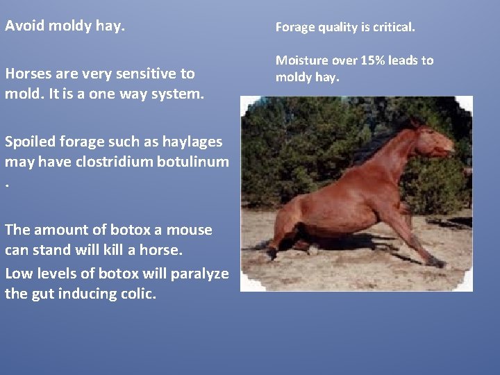 Avoid moldy hay. Horses are very sensitive to mold. It is a one way