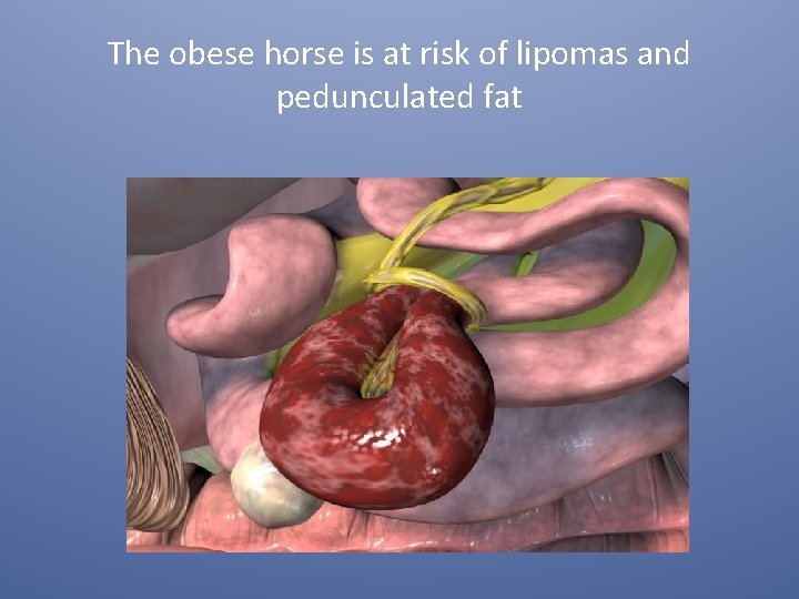 The obese horse is at risk of lipomas and pedunculated fat 