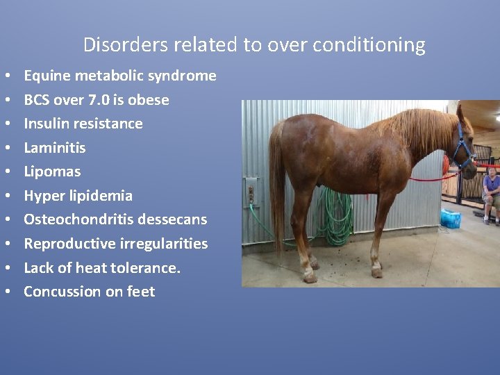 Disorders related to over conditioning • • • Equine metabolic syndrome BCS over 7.