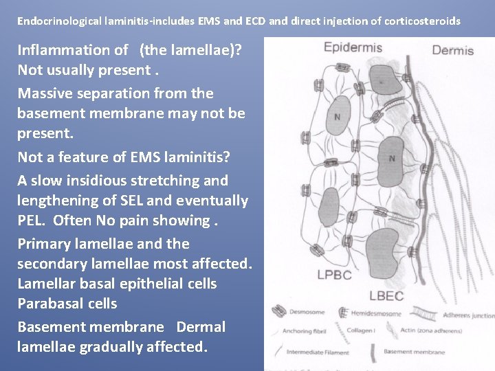 Endocrinological laminitis-includes EMS and ECD and direct injection of corticosteroids Inflammation of (the lamellae)?